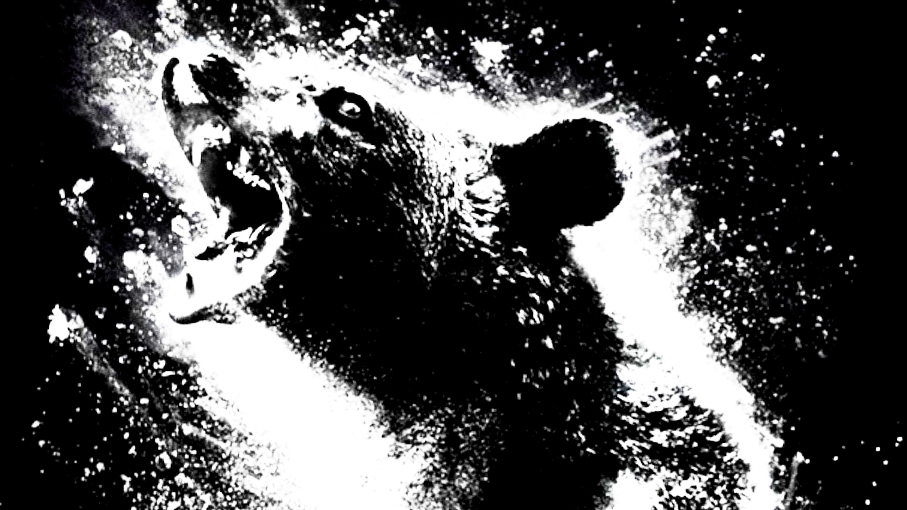 ANIMALES EN DROGAS: EL FENOMENO DE COCAINE BEAR